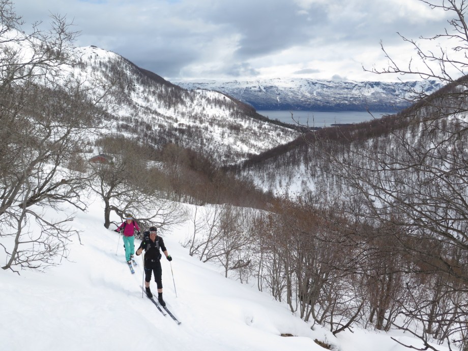 På våg upp ur fjällbjörkskogen. Foto: David Erixon